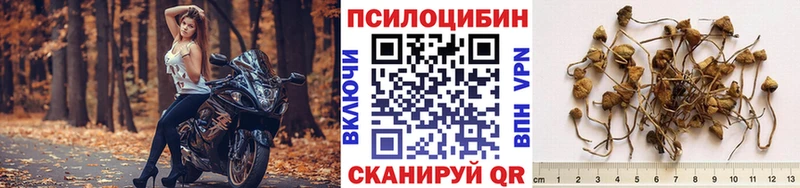 хочу наркоту  Оренбург  Псилоцибиновые грибы мицелий 